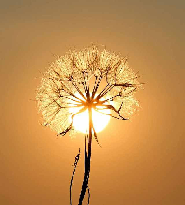 Life transition coaching